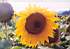 Sunflower_near_Gubbio_Umria.jpg