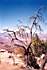 Grand_Canyon_1.jpg